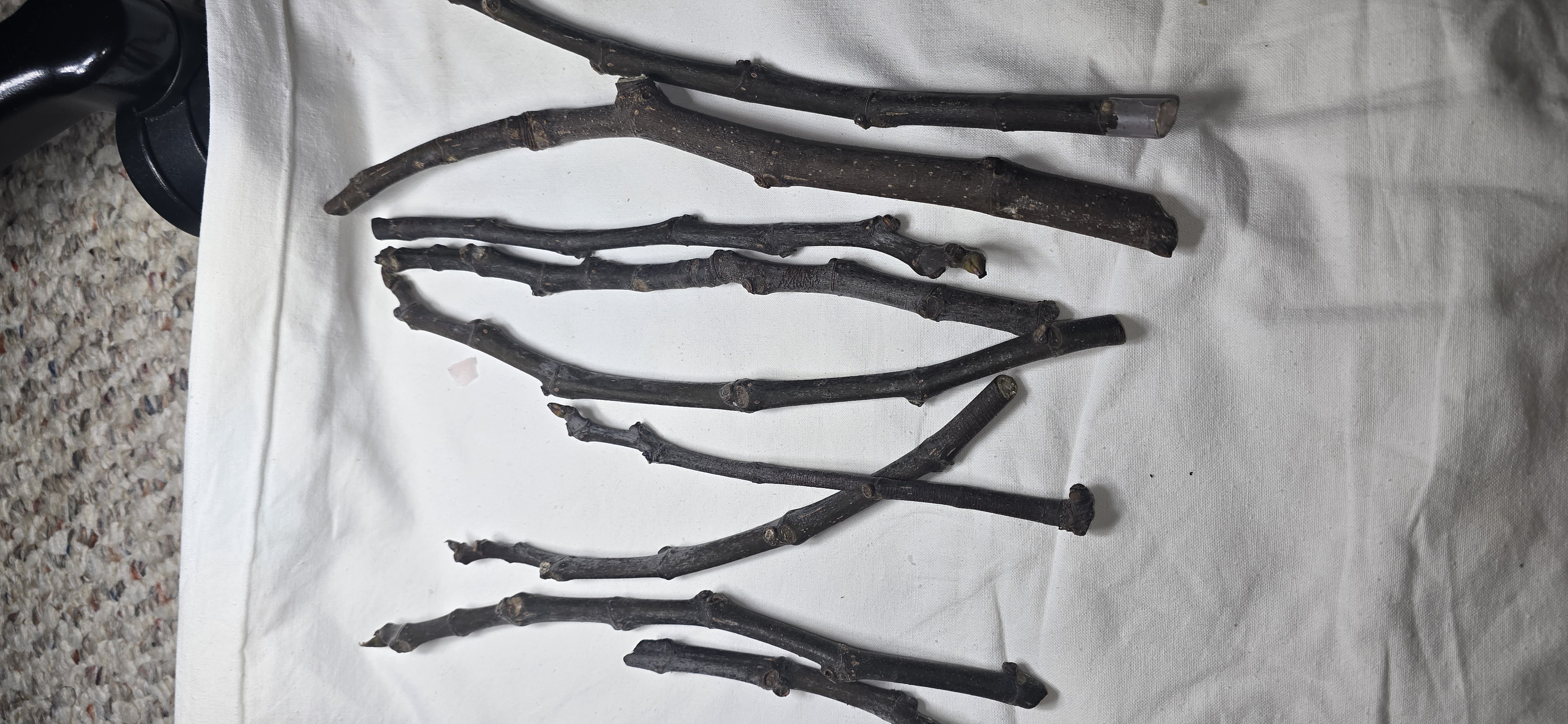 Dark Portuguese fig cutting